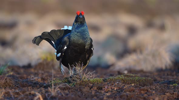 Black Grouse on Spring Bog Ready for Fighting alt