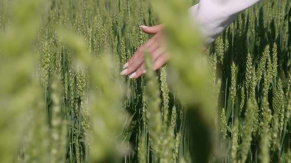Closeup of a Woman's Hand Touching Wheat Ears in a Field
