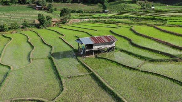 Aerial drone view of agriculture in rice on a beautiful field filled with water alt