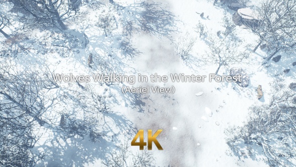 Wolves Walking In The Winter Forest 4K 04 (Aerial View) alt