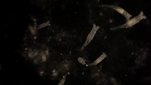 Microscopic rotifera filter the food out of the surrounding water with their cilia. alt