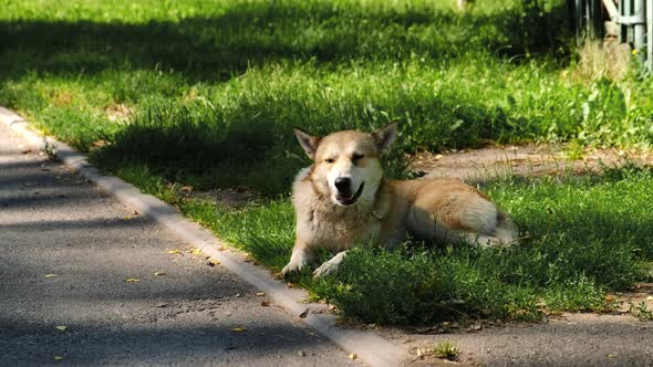A stray dog is lying in the grass by the road.