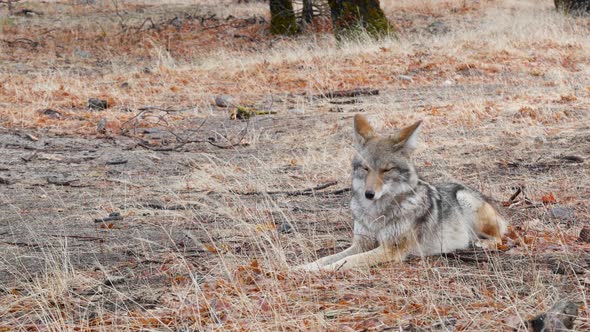 Wild Wolf Animal Coyote or Coywolf Yosemite Forest Wildlife California Fauna alt