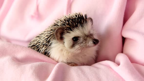 Hedgehog. African pygmy hedgehog close-up in female hands. Pets alt