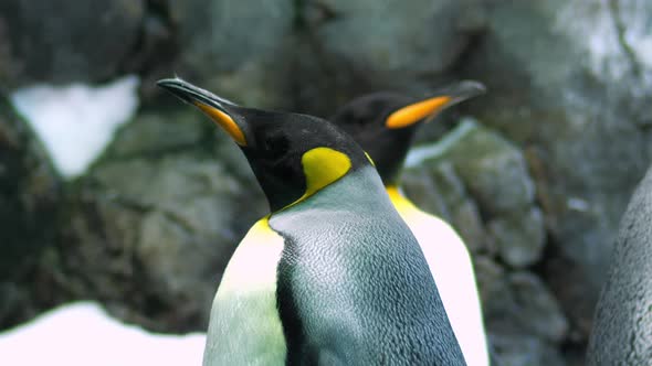 Two King penguins, close-up shot alt