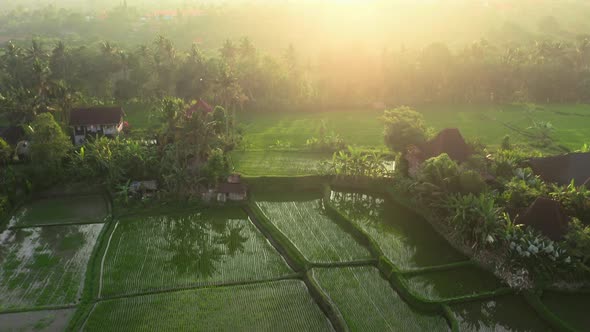 Beautiful Rice Fields and Rice Terraces Shot From Air in Golden Rays of Sunlight