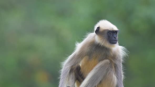 Male hanuman Langur monkey sits looking around in the evening as its hair flows in the wind alt