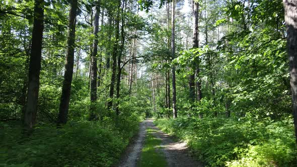 Beautiful Green Forest on a Summer Day Slow Motion alt