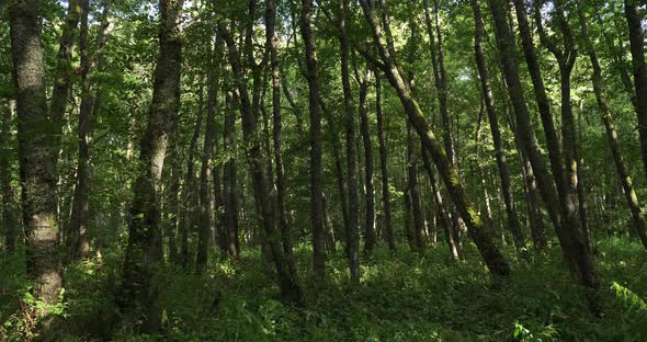 The forest closed to the Chambon lake, Murol, Puy de Dôme, Auvergne, France alt