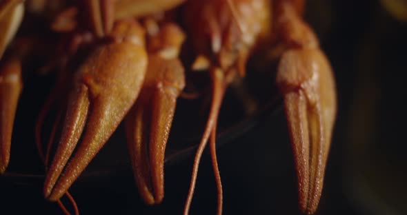 Close Up Macro View of Lobsters and Crawfish Shot in Beautiful Lens on Black Background in Slow