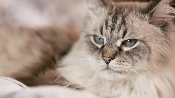 Large Bored Cat Sitting on Bed Looking Away alt