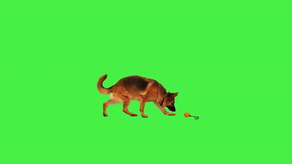 Purebred German Shepherd Walking After His Toy on a Green Screen Chroma Key