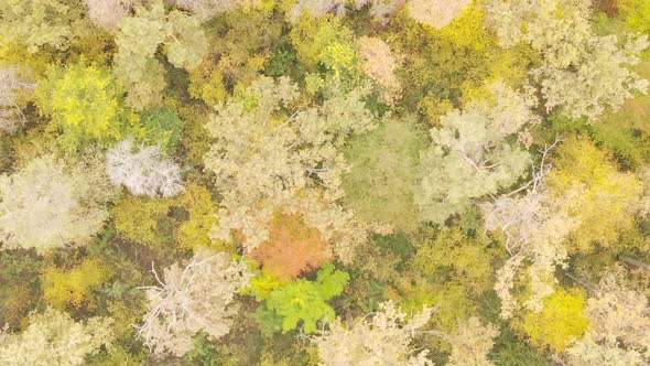 Vertical Video of Forest Landscape in Autumn Slow Motion alt