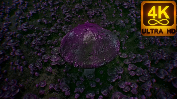 Infected Mushroom Vj Seamless Loop 4K for Background Videos Audiovisuals. Purple Dark mushroom black alt