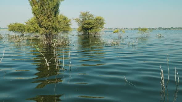 floating slowly through a mangrove marsh alt