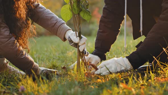 Unrecognizable Group People Activists Plant Trees in Autumn Park Fertilize Ground Working Improve alt