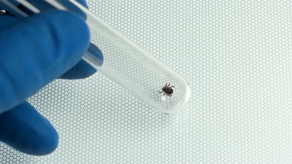 Lab Technician Holds a Test Tube with a Captured Mites of the Genus Dermacentor alt