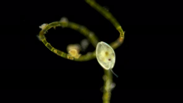 Crustacea Ostracoda Under the Microscope, Zooplankton alt