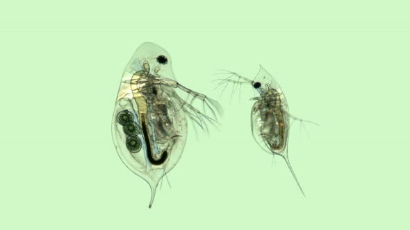 Daphnia Under the Microscope, Water Flea, Species Daphnia Galeata, Is a Zooplankton Crustacean alt