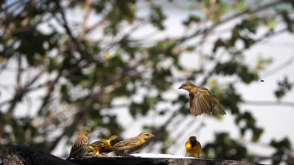 980347 Northern Masked Weavers, Ploceus taeniopterus, group at the Feeder, in flight, Lake Baringo i alt