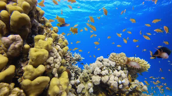 Tropical Fish Reef