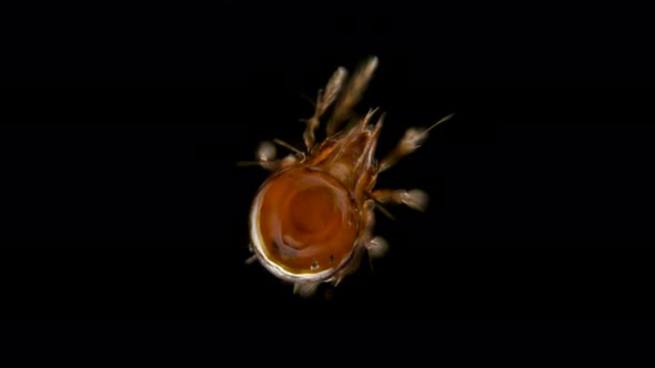 Mite Oribatida Under Microscope, Order Sarcoptiformes alt