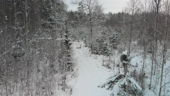 Flying Drone Flies Over a Magical Snowcovered Forest in Winter on Christmas Eve alt