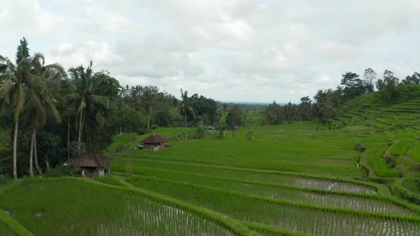 Lush Green Rice Fields Filled with Water with Small Rural Farms in Bali alt