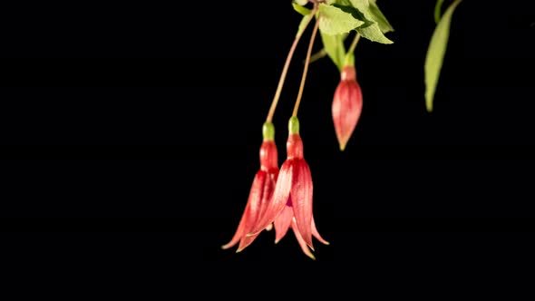 Beautiful Pink And Purple Fuchsia Flowers alt