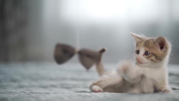 Restless Kitten Plays with a Bow in the Bedroom