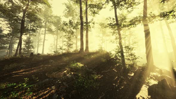 Panoramic View of the Majestic Forest in a Morning Fog alt