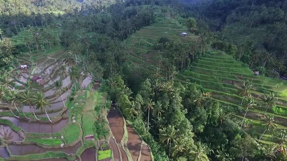 Above Rice Terraces