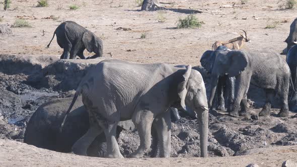 Herd of African Bush elephants at a muddy waterhole alt