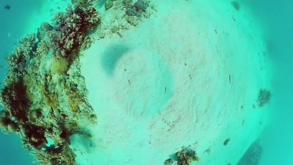 Coral Reef and Tropical Fish. Panglao, Philippines alt