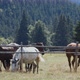 Horses Grazing On Pasture With Dense Forest In Background - VideoHive Item for Sale