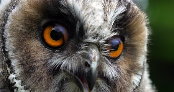 Long Eared Owl, asio otus, Portrait of Adult, Normandy in France, Slow motion 4K alt