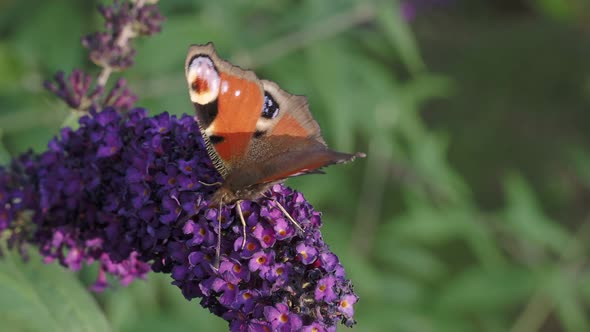 European common Peacock butterfly (Aglais io, Inachis io) feeding on summer lilac flower