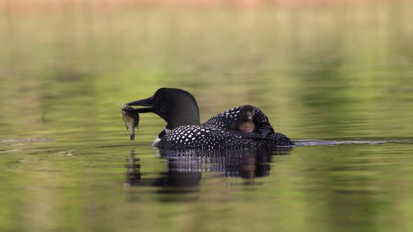 Common Loon and Chick in Maine