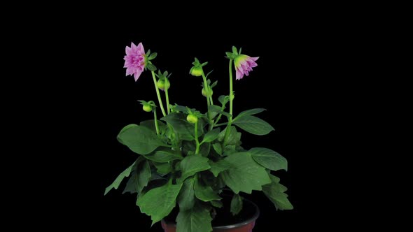 Time lapse of growing, opening and rotating pink dahlia flower alt