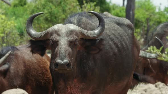 Adult female African Buffalo looking at the camera, surrounded by the herd. Telephoto medium shot. alt