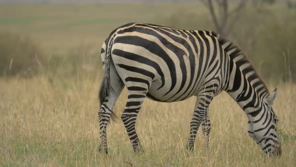 Plains zebra grazing alt