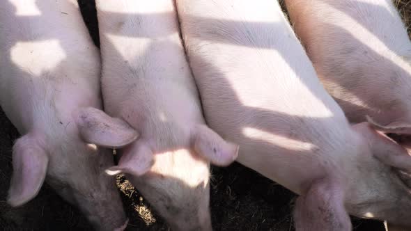 Closeup of Domestic Village Pigs
