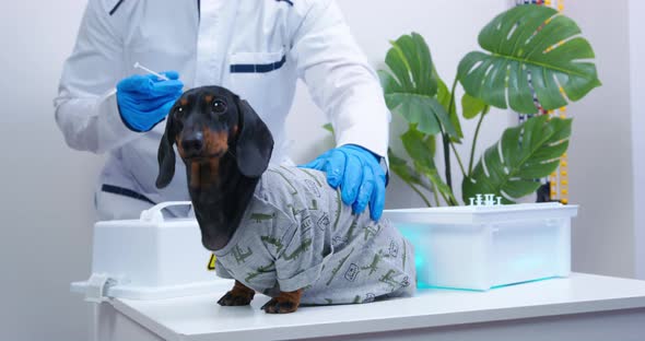 Doctor in Glasses and in Sterile Gloves is Preparing to Examine Cute Frightened Dachshund Dog Get alt