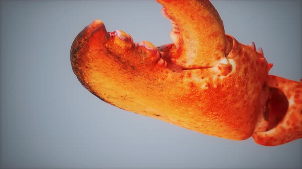 Lobster Claw in Macro