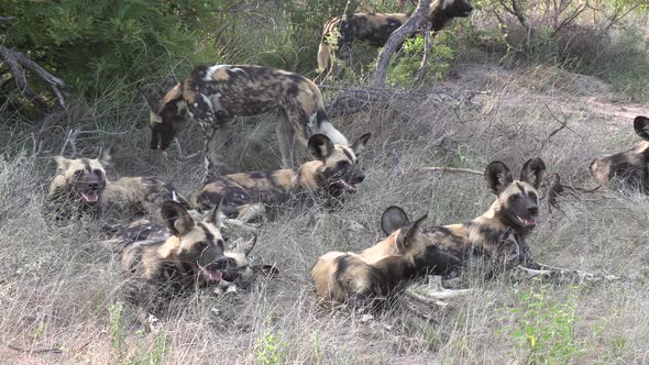 A pack of African Wild Dogs resting together in the grass. alt