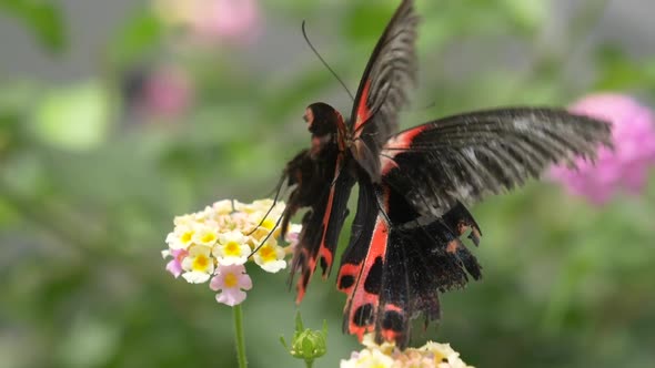 Macro shot of Female Scarlet Mormon Butterfly working on blooming flower in nature alt