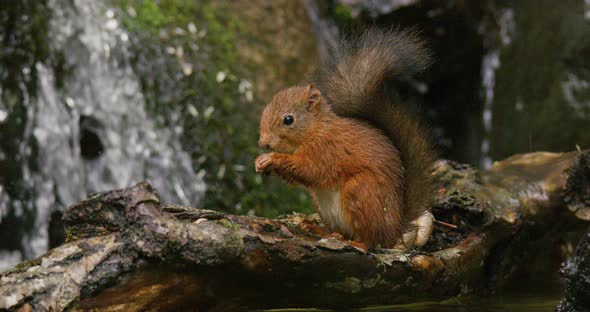 Red Squirrel Eating Food at Tree Trunk in the Water