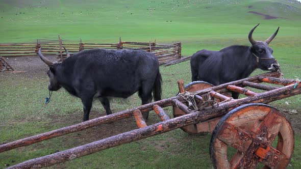 Traditional Tumbrel and Black Yak Steer in Rural Meadow alt