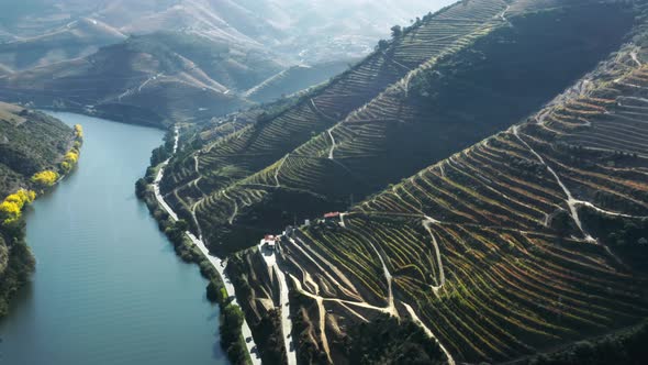 Mountains Covered Rows of Vineyards on Bank of Douro River Peso Da Regua alt