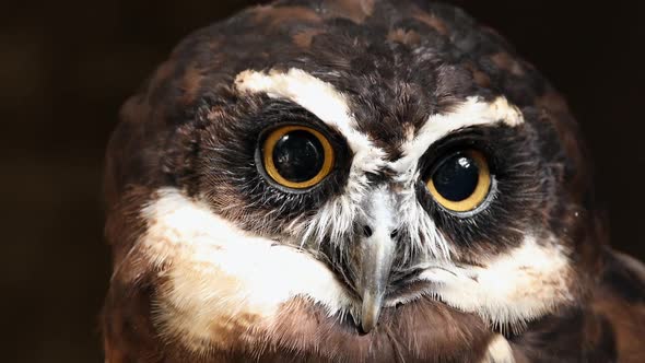 Close view of Spectacled Owl viewing its face alt